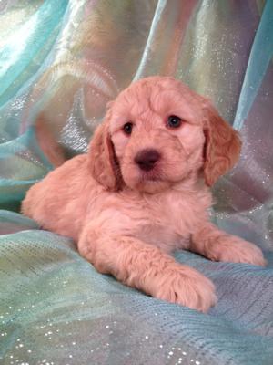 Female Goldendoodle Puppy for sale #4 DOB 12-23-13 |Professional Goldendoodle Breeder with Red Puppies for sale now!